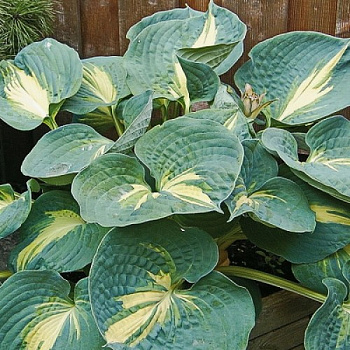 Хоста гибридная Дрим Вивэ