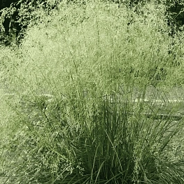 Щучка дернистая Tardiflora