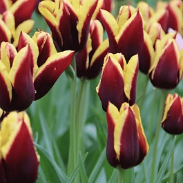 Тюльпан триумф Gavota