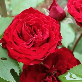 Роза Флорибунда Tamango