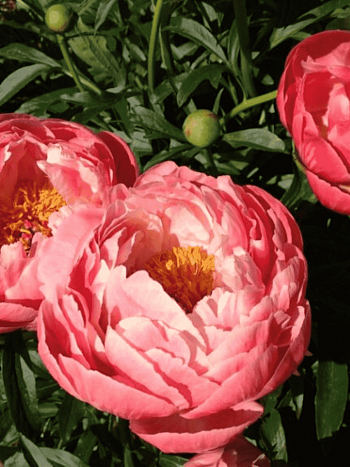 Пион Молочноцветковый Coral Charm