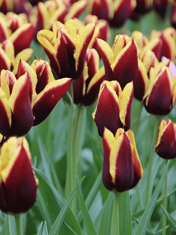 Тюльпан триумф Gavota