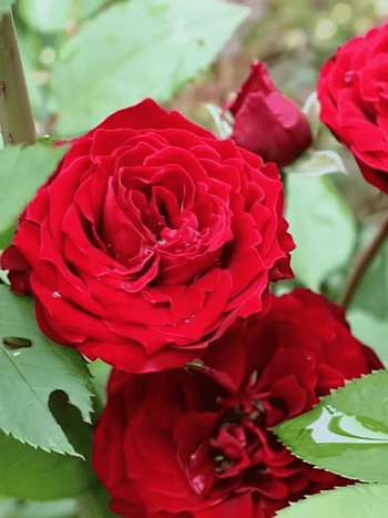 Роза Флорибунда Tamango