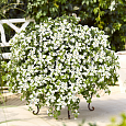Бакопа раскидистая Gulliver Compact White Бакопа раскидистая Gulliver Compact White