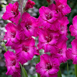 Гладиолус крупноцветковый Малер