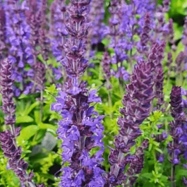 Шалфей дубравный Synchro Blue