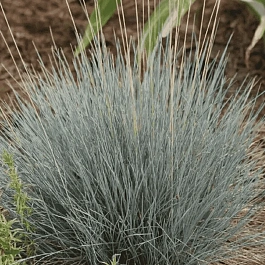 Овсяница сизая Cool as ice