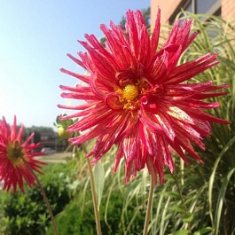 Георгина Полукактусовая Намара Георгина Полукактусовая Намара