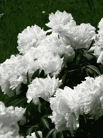 Пион Молочноцветковый Argentine