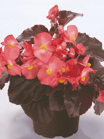 Бегония Big Pink Bronze Leaf