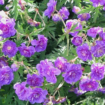 Герань гималайская Пленум