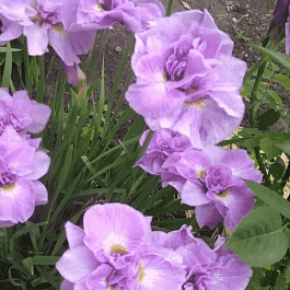 Ирис сибирский Pink Parfait