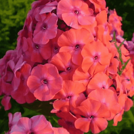 Флокс метельчатый Adessa Orange