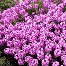 Крылотычинник армянский Warley Rose