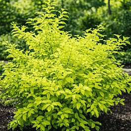 Ива козья Ogon