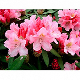 Рододендрон якушиманский Роза Вольке