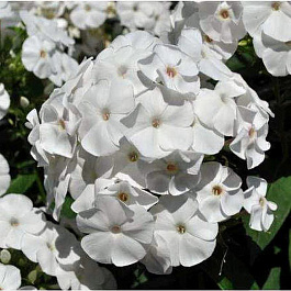 Флокс метельчатый Пина Колада Флокс метельчатый Пина Колада