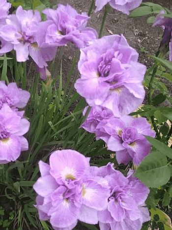 Ирис сибирский Pink Parfait