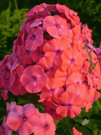 Флокс метельчатый Adessa Orange