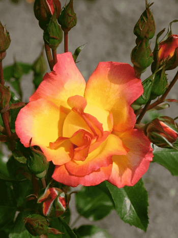 Роза  кустовая Bonanza