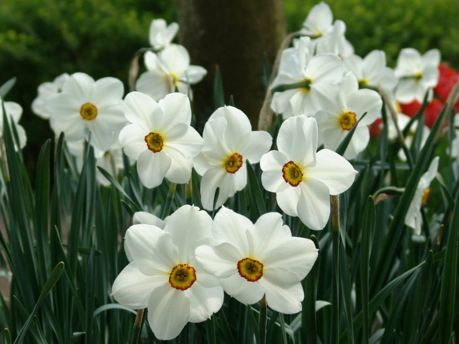 Adonis Narcissus 3