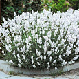 Лаванда узколистная Снежный иней