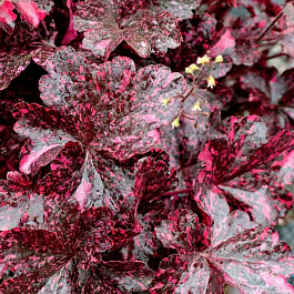 Гейхера гибридная Миднайт Роуз