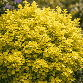 Барбарис Тунберга Golden zwerg