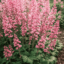 Гейхерелла Pink Revolution