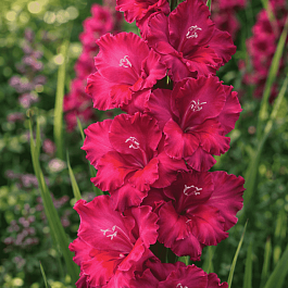 Гладиолус Cobra