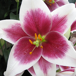 Лилия лонгифлорум Цирано Лилия лонгифлорум Цирано