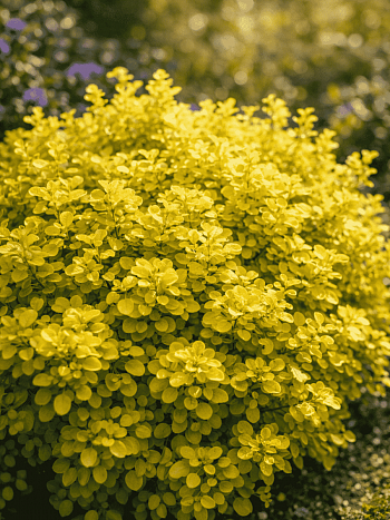 Барбарис Тунберга Golden zwerg