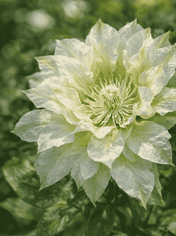 Клематис Yukiokoshi