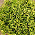 Кипарисовик горохоплодный Sungold Кипарисовик горохоплодный Sungold