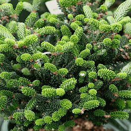 Пихта корейская Oberon