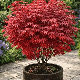 Клен веерный Atropurpureum