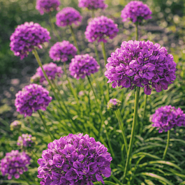 Армерия ложноармерия Ballerina Purple