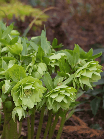 Морозник восточный Double Ellen Green