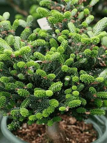 Пихта корейская Oberon