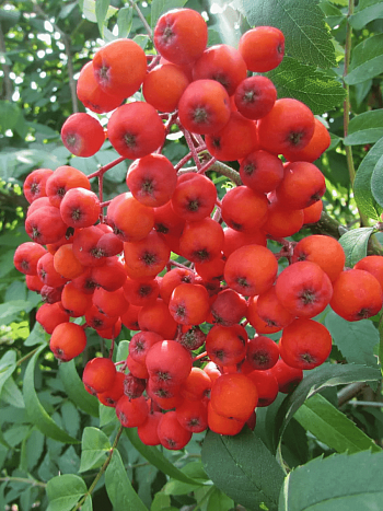 Рябина сладкоплодная Edulis