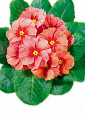 Примула Hethor Springsun Orange