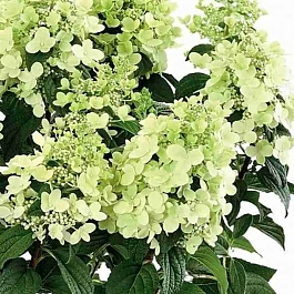 Гортензия метельчатая  Panzola ТОЛЬКО САМОВЫВОЗ