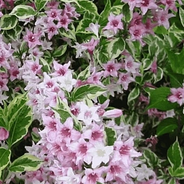 Вейгела цветущая Suzanne