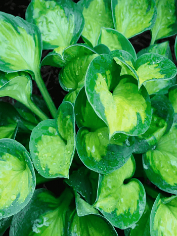 Хоста Sunset Grooves