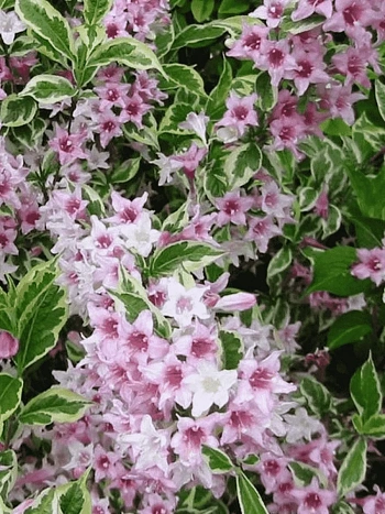 Вейгела цветущая Suzanne