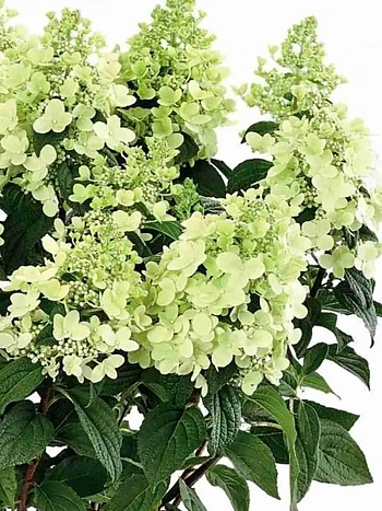 Гортензия метельчатая  Panzola ТОЛЬКО САМОВЫВОЗ