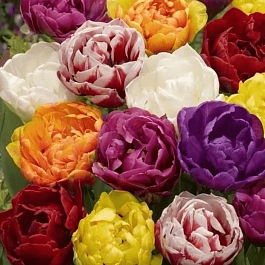 Тюльпан Махровый Смесь Окрасок
