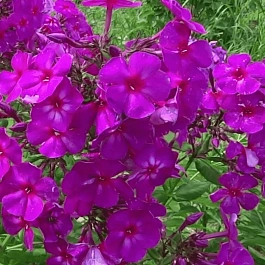 Флокс метельчатый Ялтинская ночь