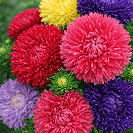 Астра китайская смесь