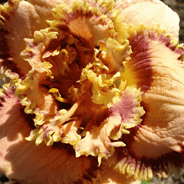 Лилейник Bonibrae Sharky